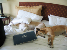 San Francisco pet friendly hotels 